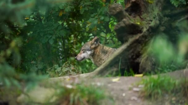 Βίντεο Του Γκρίζου Λύκου Στο Ζωολογικό Κήπο — Αρχείο Βίντεο