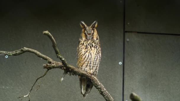 Long Eared Owl Zoo — Stock Video