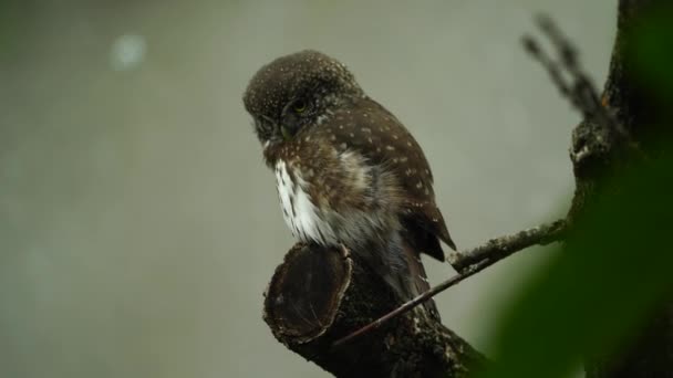 비디오의 Eurasian Pygmy Owl — 비디오