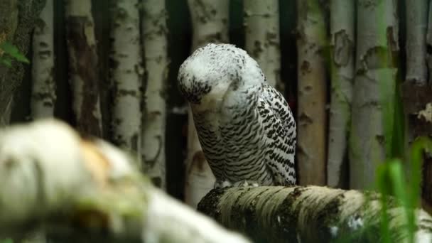 Videó Hófehérke Bagolyról Állatkertben — Stock videók