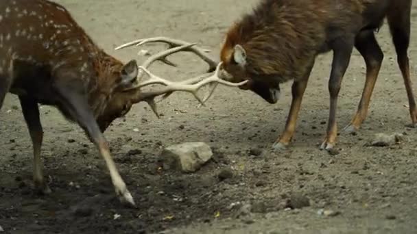 Video Venado Sika Indochino — Vídeo de stock