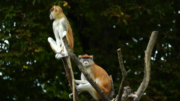 Відео Мавпи Пата Зоопарку — стокове відео