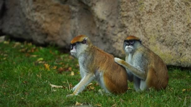 Video Del Mono Patas Zoológico — Vídeo de stock