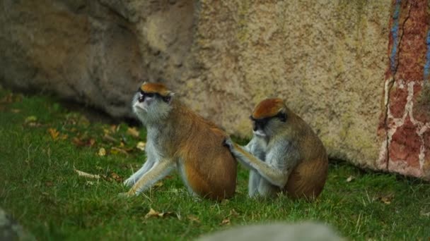 Video Patas Scimmia Nello Zoo — Video Stock