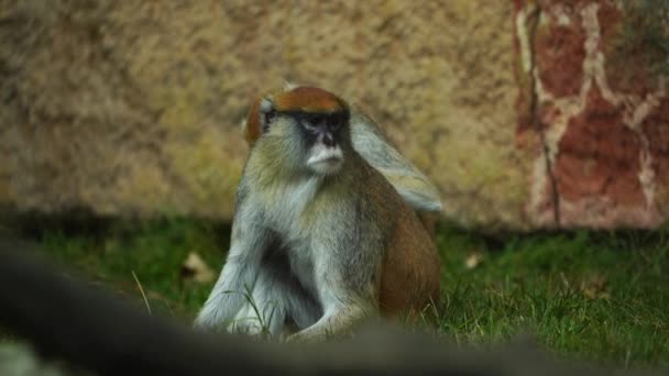 动物园里帕塔人猴子的视频 — 图库视频影像