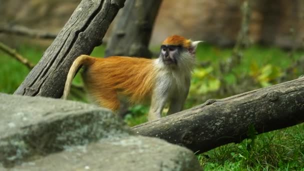 动物园里帕塔人猴子的视频 — 图库视频影像