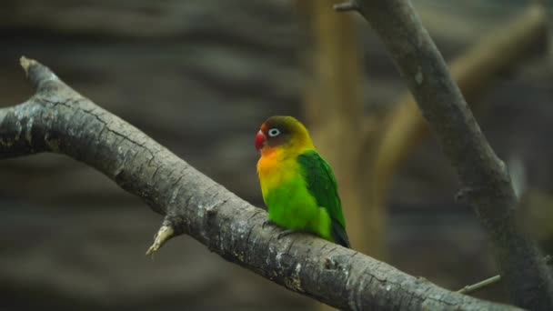 Відео Про Fischers Lovebird Зоопарку — стокове відео