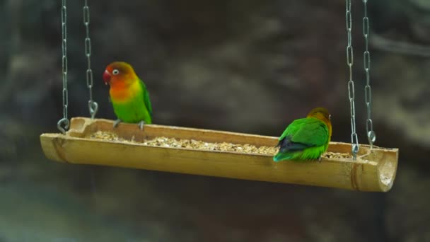 Video Fischers Lovebird Zoológico — Vídeos de Stock