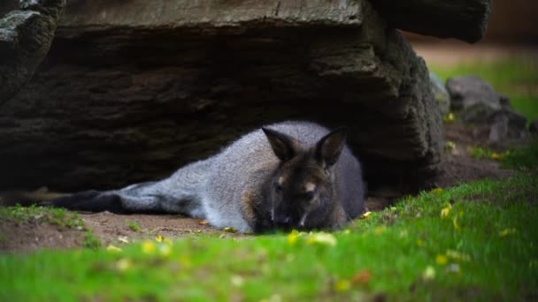 Hayvanat Bahçesinde Kırmızı Boyunlu Wallaby — Stok video