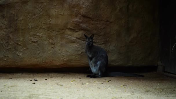 動物園での赤首ワラビー — ストック動画