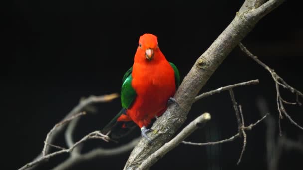 Видео Австралийского Попугая Короля — стоковое видео