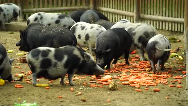 Video Van Goettingen Minivarkens Die Groente Eten — Stockvideo