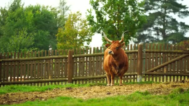 動物園のカチーナ牛のビデオ — ストック動画
