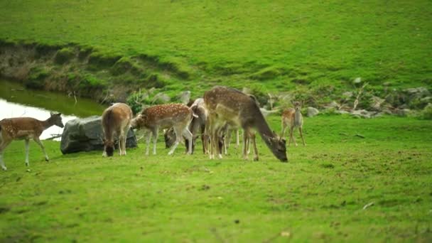 小鹿在草地上的录像 — 图库视频影像