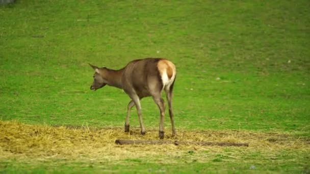 Video Cervo Rosso Sul Prato — Video Stock