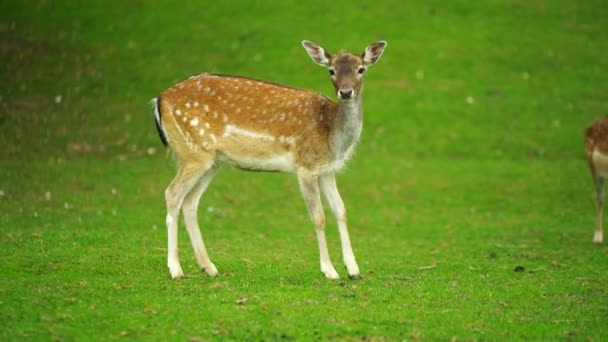 Video Fallow Deer Meadow — Stock Video
