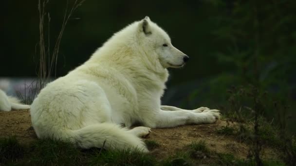 Βίντεο Του Αρκτικού Λύκου Φθινόπωρο — Αρχείο Βίντεο