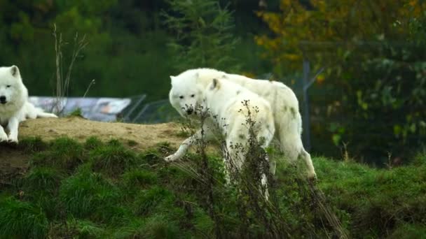 Відео Арктичного Вовка Восени — стокове відео