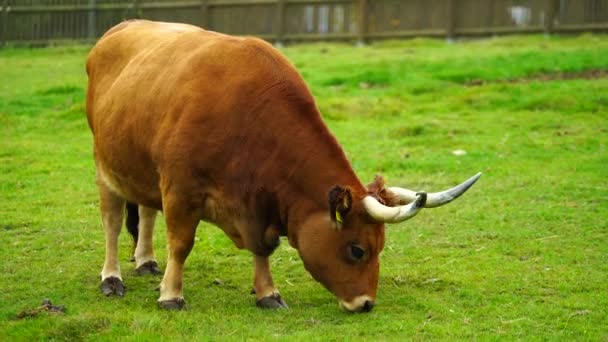 动物园里卡切纳牛的录像 — 图库视频影像