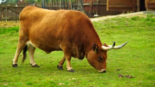 動物園のカチーナ牛のビデオ — ストック動画