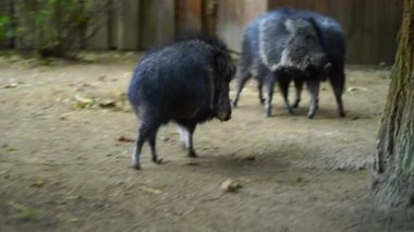 Chacoan Peccary 'nin hayvanat bahçesindeki videosu