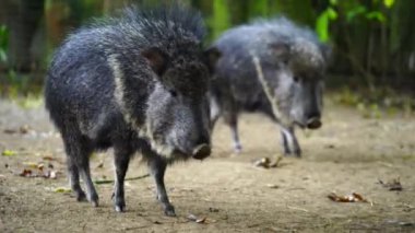 Chacoan Peccary 'nin hayvanat bahçesindeki videosu