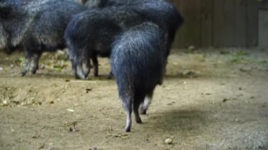Chacoan Peccary 'nin hayvanat bahçesindeki videosu