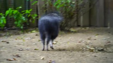 Chacoan Peccary 'nin hayvanat bahçesindeki videosu