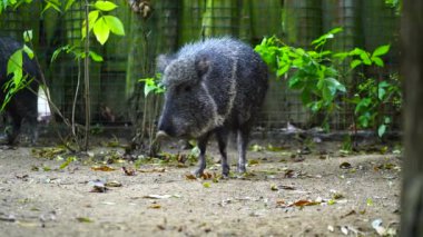 Chacoan Peccary 'nin hayvanat bahçesindeki videosu