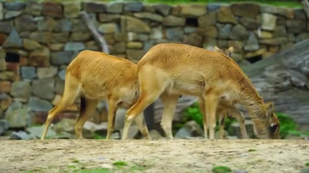 Video Nile Lechwe Zoológico — Vídeos de Stock