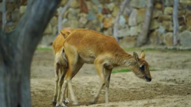 Hayvanat Bahçesindeki Nil Lechwe Videosu — Stok video