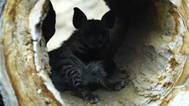Arap çizgili hyaena videosu