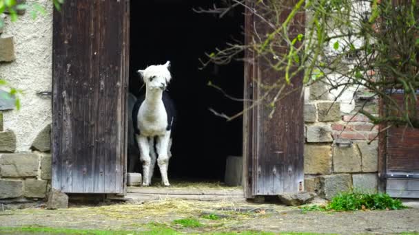 动物园的羊驼录像 — 图库视频影像