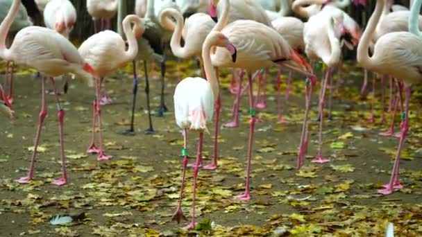 Büyük Flamingo Nun Hayvanat Bahçesindeki Videosu — Stok video