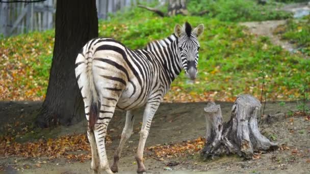 Video Von Burchells Zebra Zoo — Stockvideo