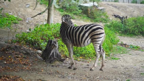 Видео Burchells Zebra Зоопарке — стоковое видео
