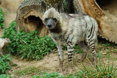 Portrait of Arabian striped hyaena
