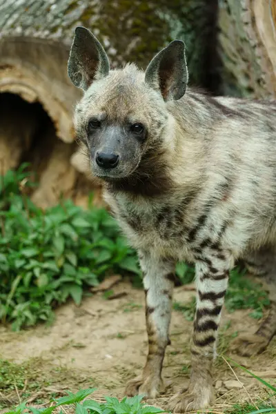 Portrait of Arabian striped hyaena