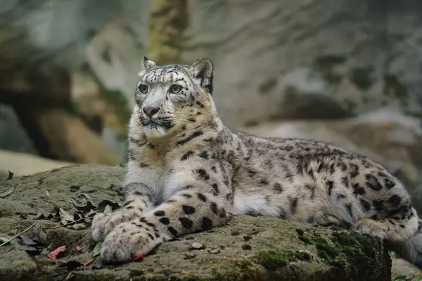 Retrato Leopardo Nieve Zoológico Fotos De Stock Sin Royalties Gratis