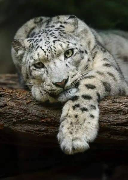 动物园雪豹的肖像 免版税图库图片