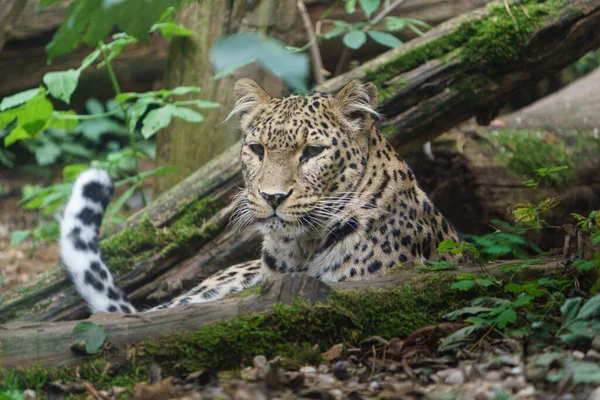 Portrét Perského Leoparda Zoologické Zahradě Stock Obrázky