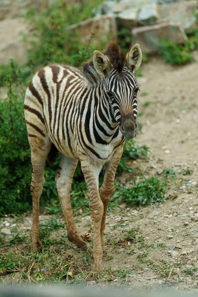 Porträt Eines Zebras Zoo lizenzfreie Stockfotos