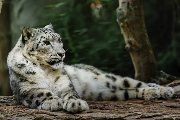 Retrato Leopardo Nieve Zoológico Imagen De Stock