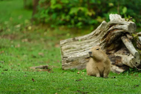 草甸上的Capybara肖像 图库照片