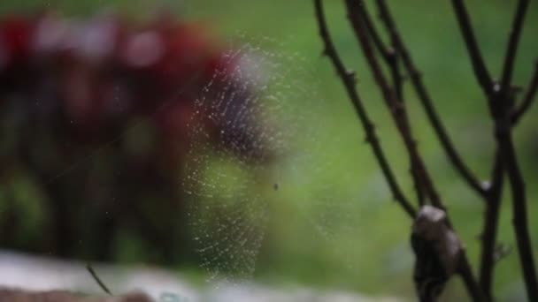 Капли Дождя Листьях — стоковое видео