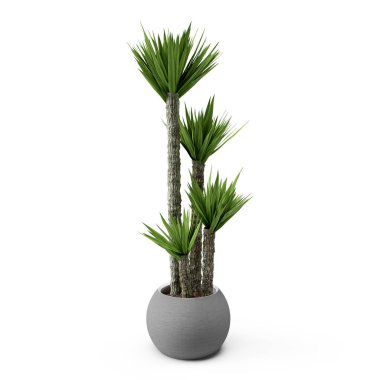3D rendelenmiş palmiye ağaçları beyaz arka plandaki bir saksı yeşil bitkiden yetişir.