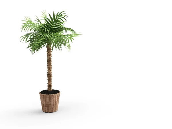 Rendern Grüne Palmenpflanze Hintergrund Isoliert — Stockfoto