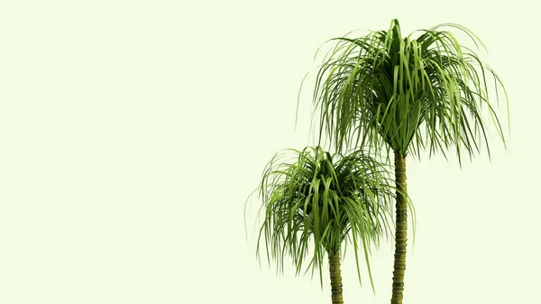 Rendern Zwei Grüne Palmen Auf Einem Grünen Pastellhintergrund Sommerurlaub Reise — Stockfoto