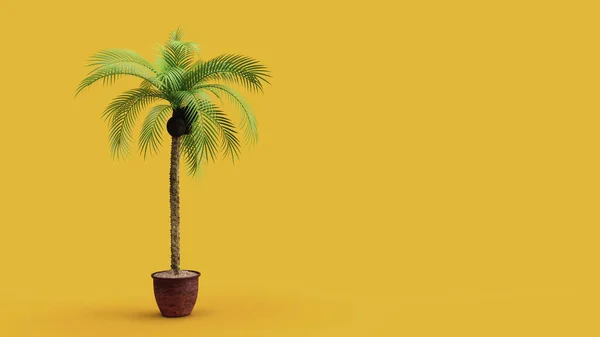 Render Palm Tree Coconuts Yellow Background Hand Summer Holiday Background — Stock Photo, Image