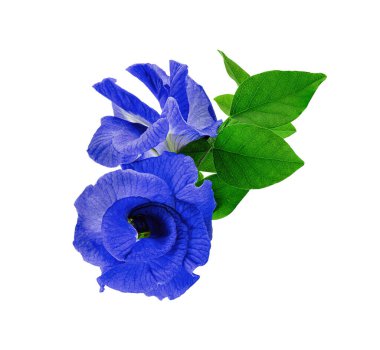 Beyaz arkaplanda izole edilmiş taze bezelye çiçeği.